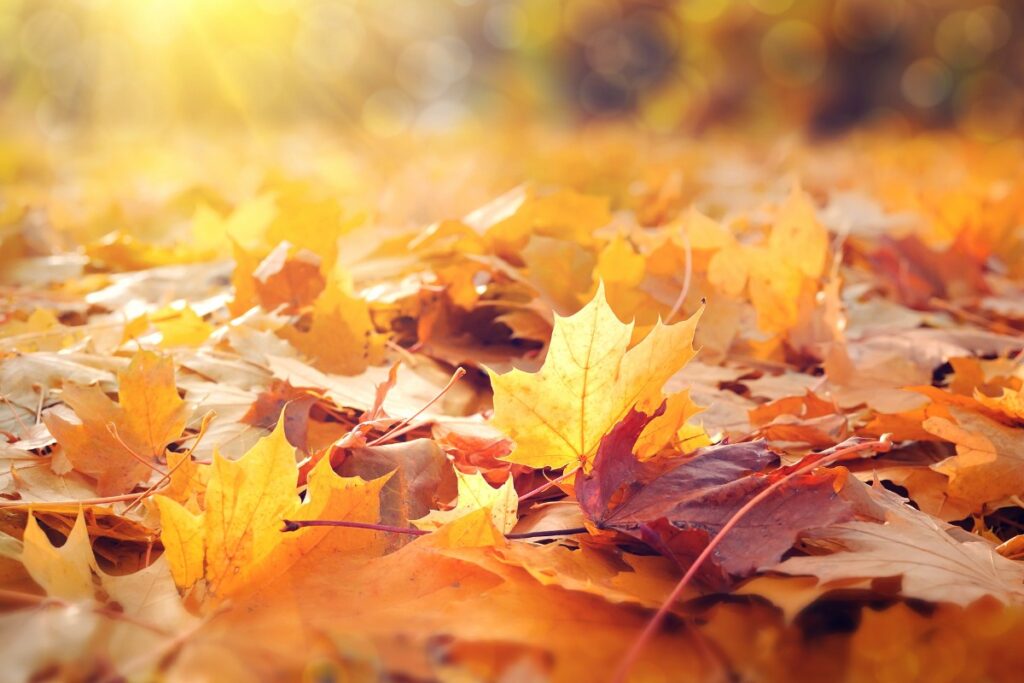 ivn herfstdag